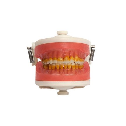 Manequim de Cirurgia com Dentes de Periodontia PD 110 - Pronew