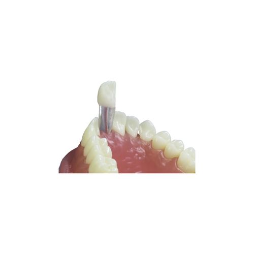 Dente 11 com Canal para Manequim de Dentística - Pronew