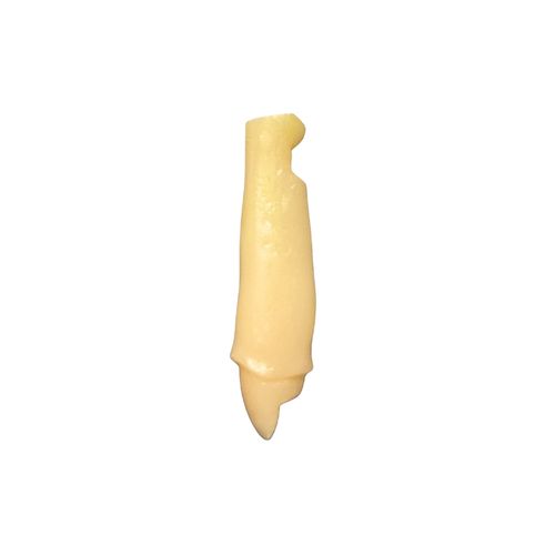 Dente 23 para Cimentação para Manequim de Dentística - Pronew