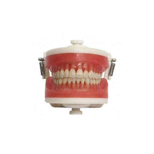 Manequim de Dentistica Rígido PD115 - Pronew