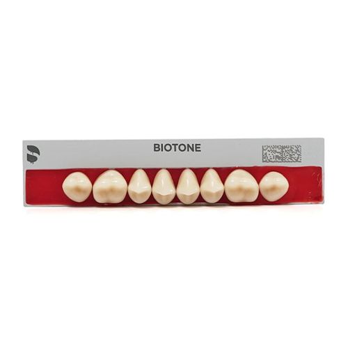 Dente Biotone Posterior Superior - Dentsply