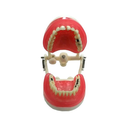 Manequim Dentistica Uninga MDT096 - Pronew
